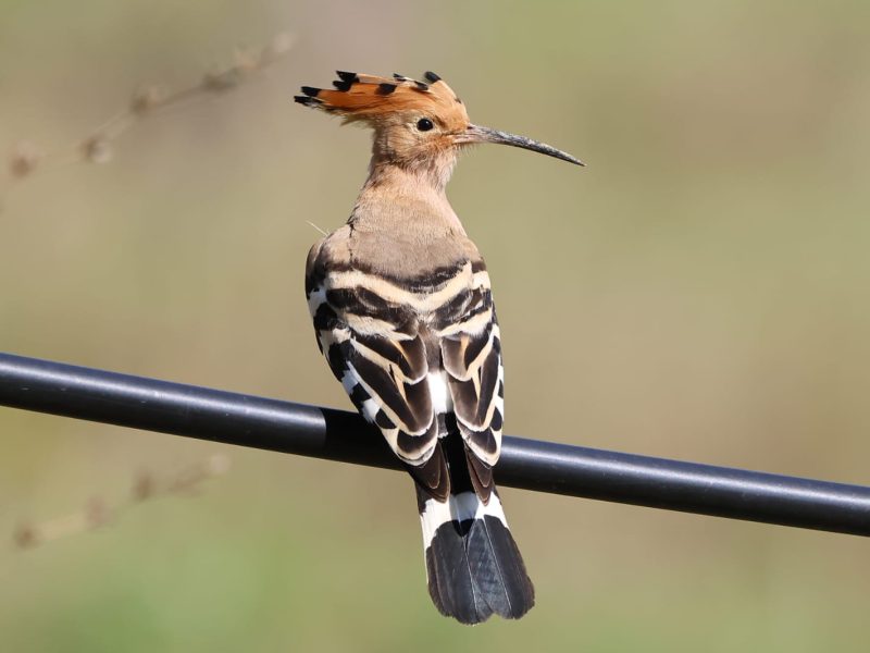 WhatsApp Image 2025-09-01 at 15.31.25 (1)