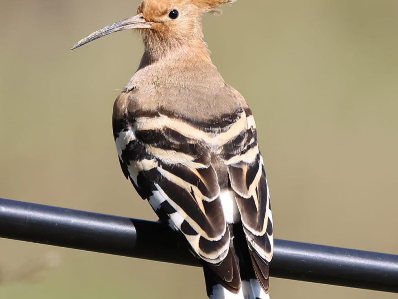 WhatsApp Image 2025-09-01 at 15.31.25