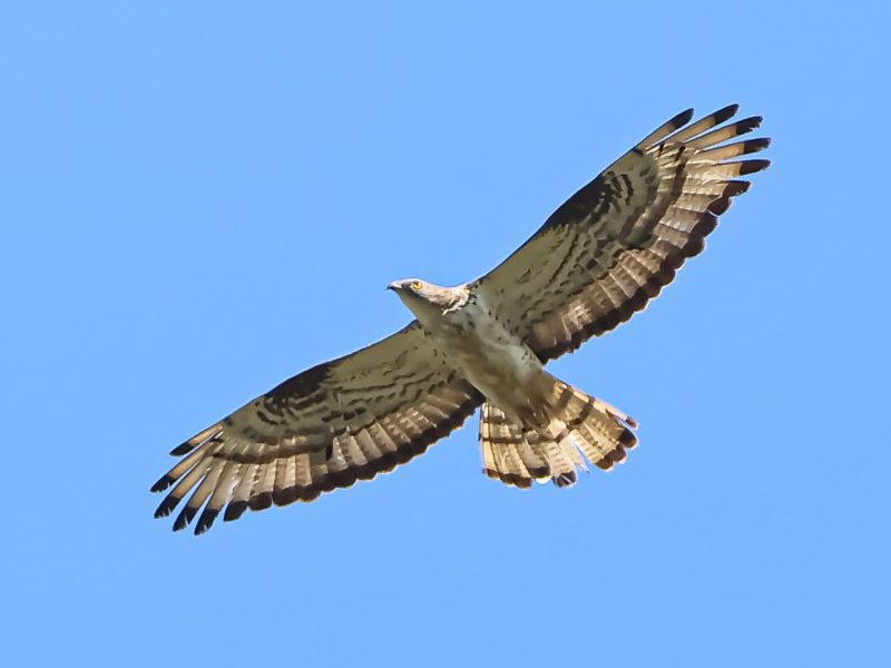 WhatsApp Image 2025-09-01 at 15.31.26